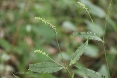 Achyranthes bidentata